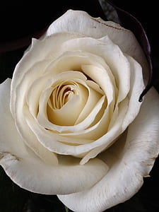 white rose photography thumbnail