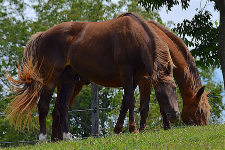 two brown horses beside tree during daytime thumbnail