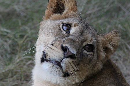 closeup of brown lion cub thumbnail