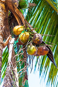 coconut fruits thumbnail