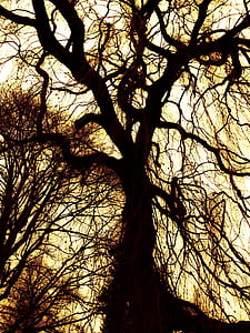 low angle view photo of bare tree thumbnail