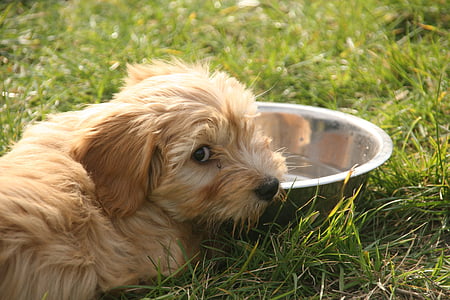long-coated tan puppy prone lying on grass beside stainless steel bowl at daytime thumbnail