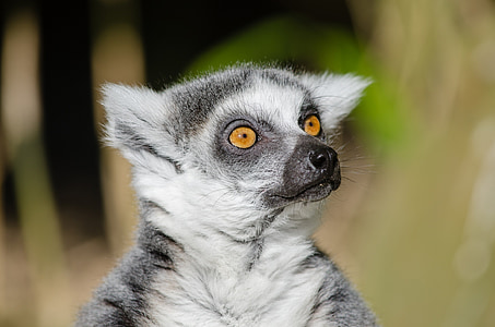 close-up of black and white animal thumbnail