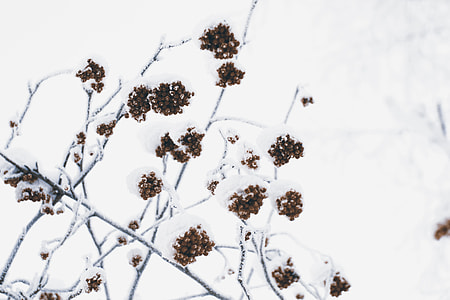 Berries in snow captured in Siberia in Russia thumbnail