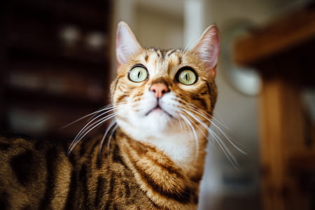 shallow focus photography of short-coated brown cat thumbnail