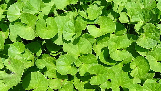 green leafed plant thumbnail
