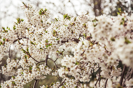shallow focus photography of white flowers during daytime thumbnail