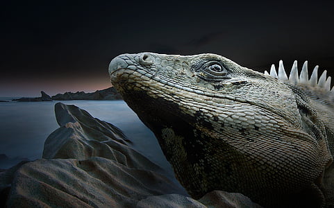 gray bearded dragon thumbnail