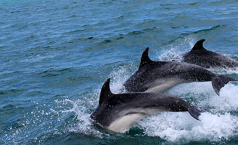 three black dolphins dive in the water thumbnail