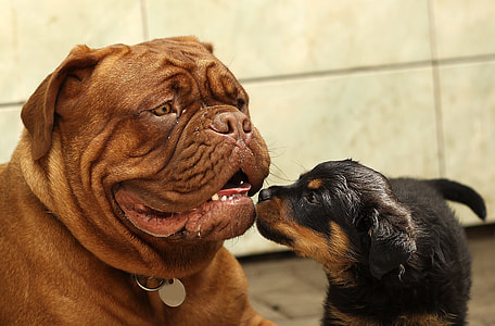 adult red French mastiff and mahogany Rottweiler puppy on focus photo thumbnail