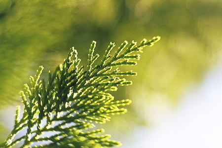 close-up photo of juniper tree leaf thumbnail