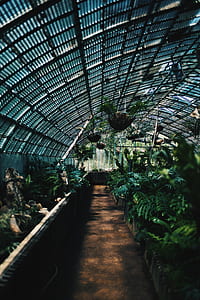 green leaf plants inside green house thumbnail