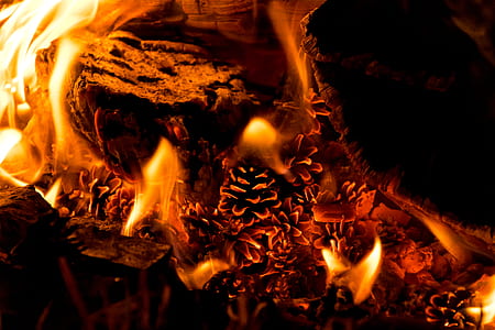 burning pinecones thumbnail
