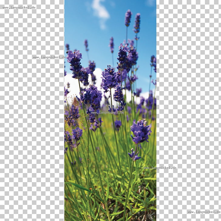 English Lavender French Lavender Artificial Flower Web Banner