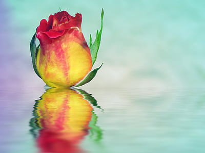 yellow and red rose flower on body of water thumbnail