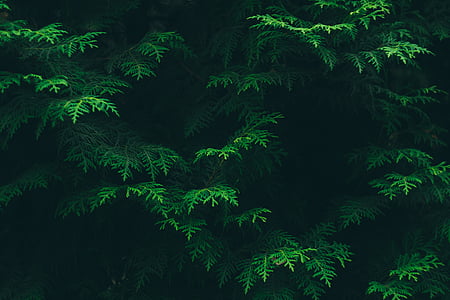 green pine trees thumbnail