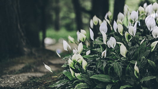 White Anthorium Flowers Near Brown Soil in Tilt Shift Lens Photography thumbnail