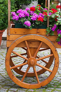 potted purple and red petaled flowers thumbnail