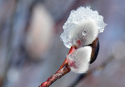 closeup photo of white flower thumbnail