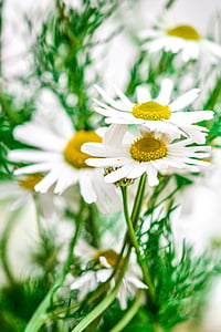 white-and-yellow petaled flowers thumbnail