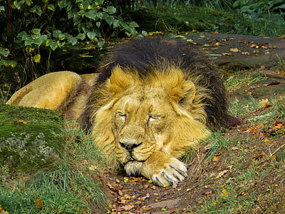 close up photo of lion sleeping thumbnail
