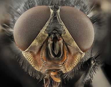 micro photography of fly thumbnail