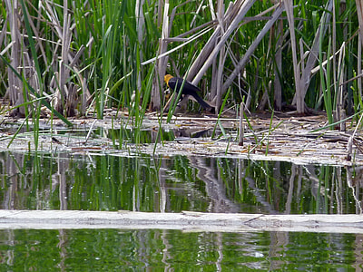 Yellow Headed Blackbird, Marshland thumbnail
