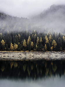 reflective photography of pine tree line near body of water thumbnail
