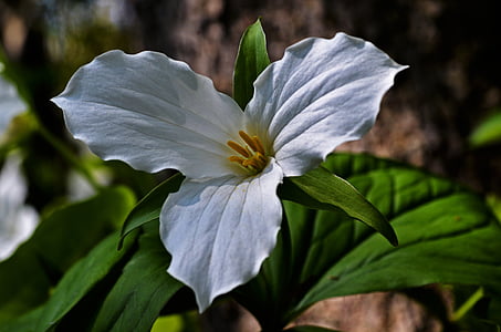 white trillium flower in close-up photography thumbnail