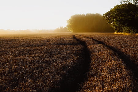 brown grass field thumbnail