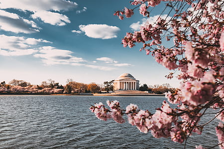 pink cherry blossoms near body of water and white gazebo thumbnail