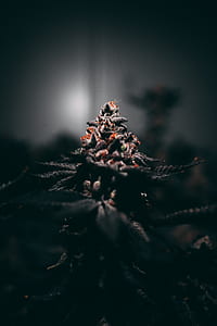 selective focus photo of flower thumbnail