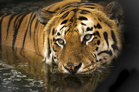 selective focus photography of tiger on body of water thumbnail