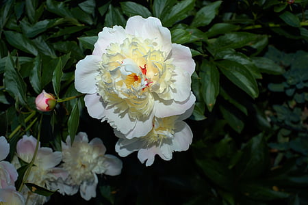 selective focus photography of white peonies in bloom thumbnail