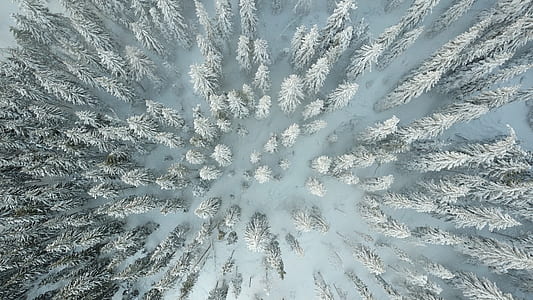 snow coated pine tree lot thumbnail