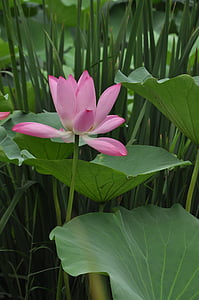 pink lily flower near grasses thumbnail