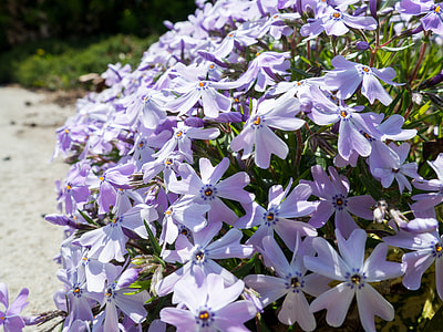 purple petaled flowers near pathway thumbnail