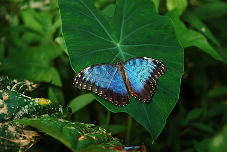 morpho butterfly perched on green leaf plant in closeup photography thumbnail