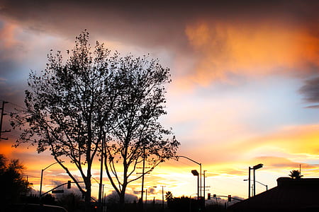 Silhouette of Tree during Sunset thumbnail