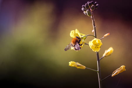 flower, bee, pollen, bug thumbnail