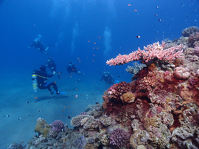 group of people diving surrounded by corals thumbnail