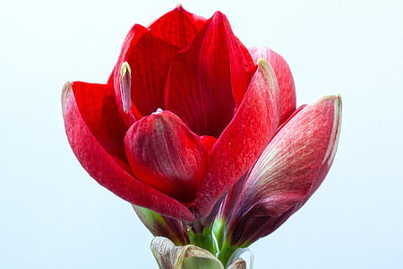 close-up photography of red amaryllis bud thumbnail