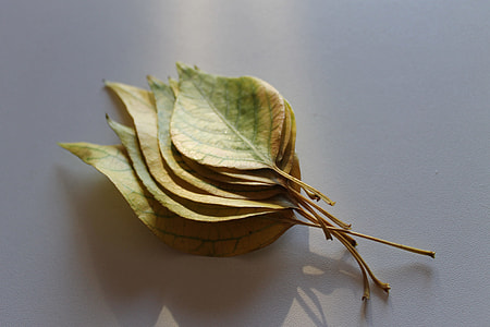 green leaves on top of white surface thumbnail