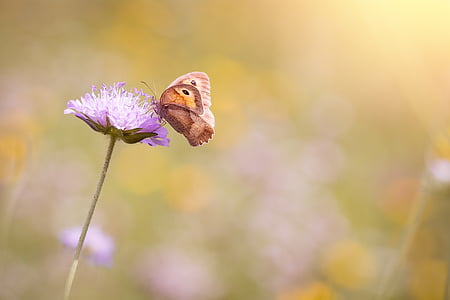 brown butterfly on violet flower macro shot thumbnail