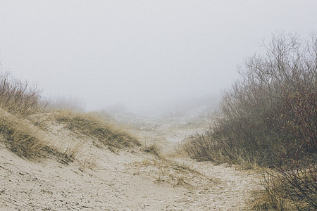 Mist in the dunes thumbnail
