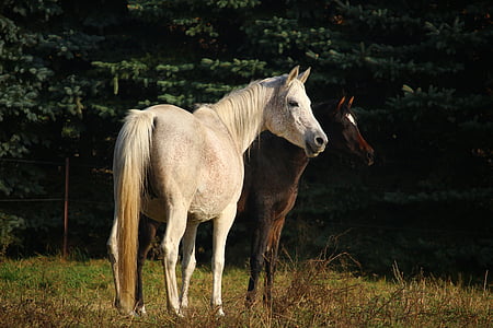 two brown and white horses standing on ground thumbnail