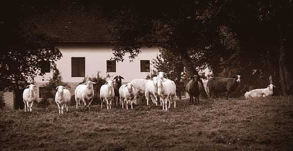 herd of lambs thumbnail