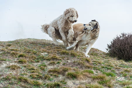 two long-coated fawn dogs cuddling on green grass mountain thumbnail