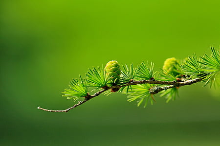 green and yellow petaled flower thumbnail