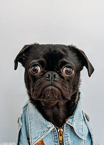short-coated black dog wearing blue denim collared top against white background thumbnail